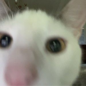 Meet your Posher, Mia